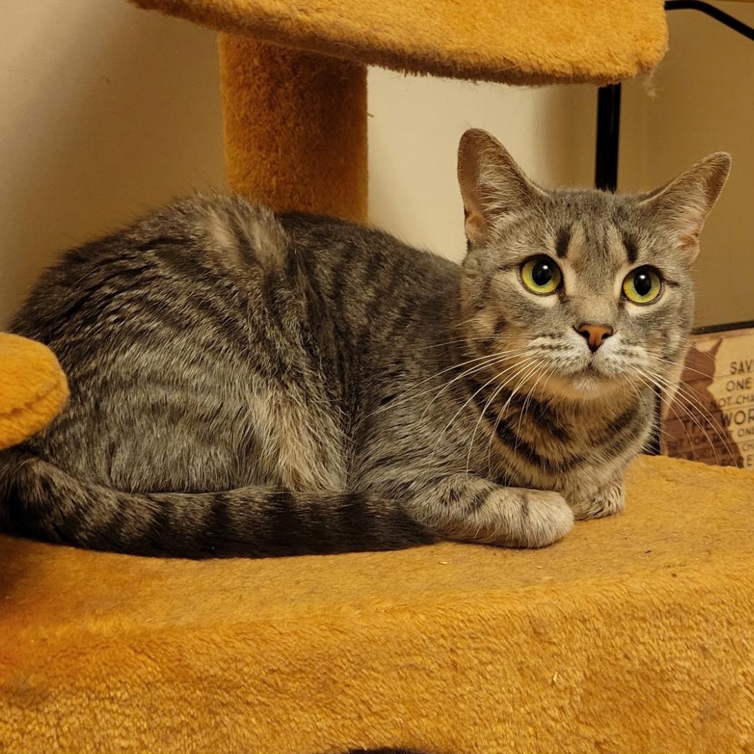 Enlarge Chili Charlie, a Adoptable Domestic Short Hair in Syracuse, NY image 2/6