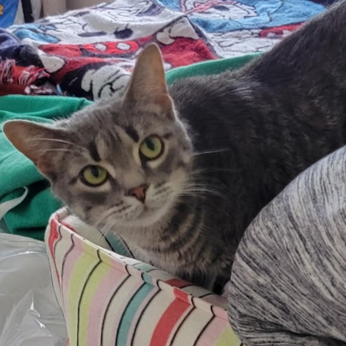 Enlarge Chili Charlie, a Adoptable Domestic Short Hair in Syracuse, NY image 1/6