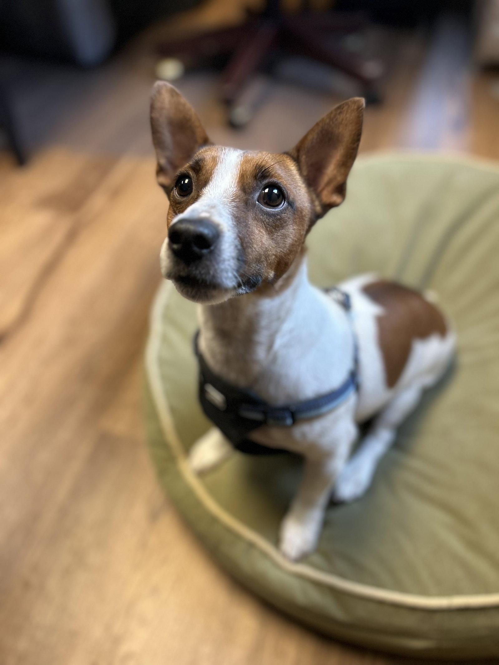Milo, Adoptable, Young Male Jack Russell Terrier.
