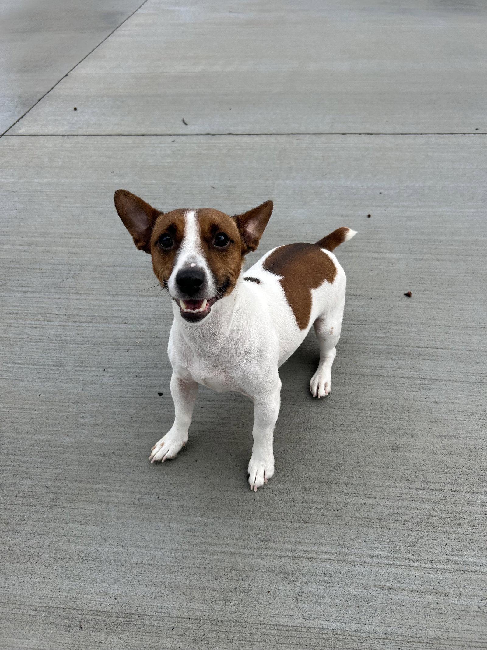 Milo, a Adoptable Jack Russell Terrier in Lancaster, PA image 2/3