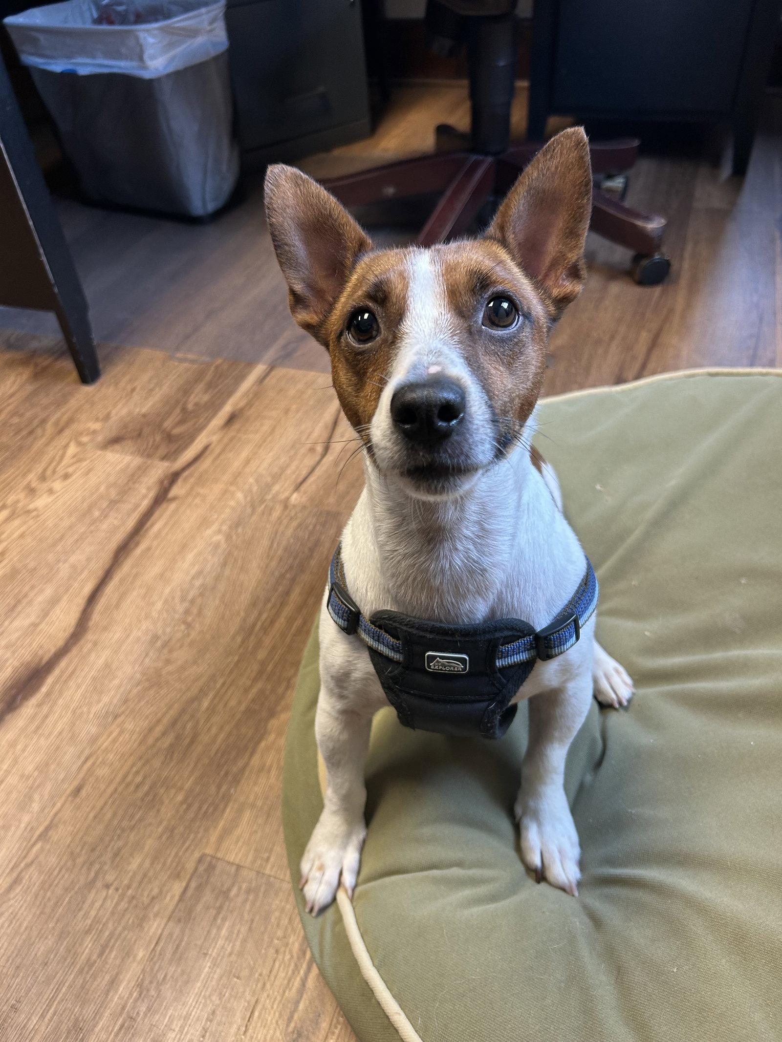 Milo, a Adoptable Jack Russell Terrier in Lancaster, PA image 3/3