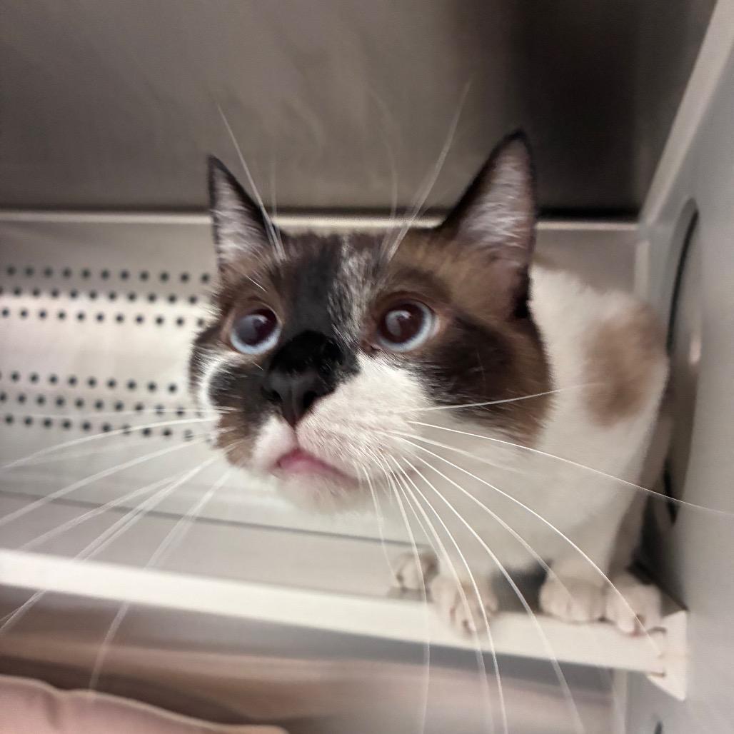 Casper, a Adoptable Domestic Short Hair in Saskatoon, SK image 1/2