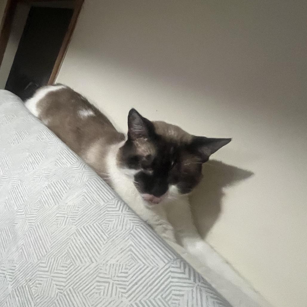 Casper, a Adoptable Domestic Short Hair in Saskatoon, SK image 2/2