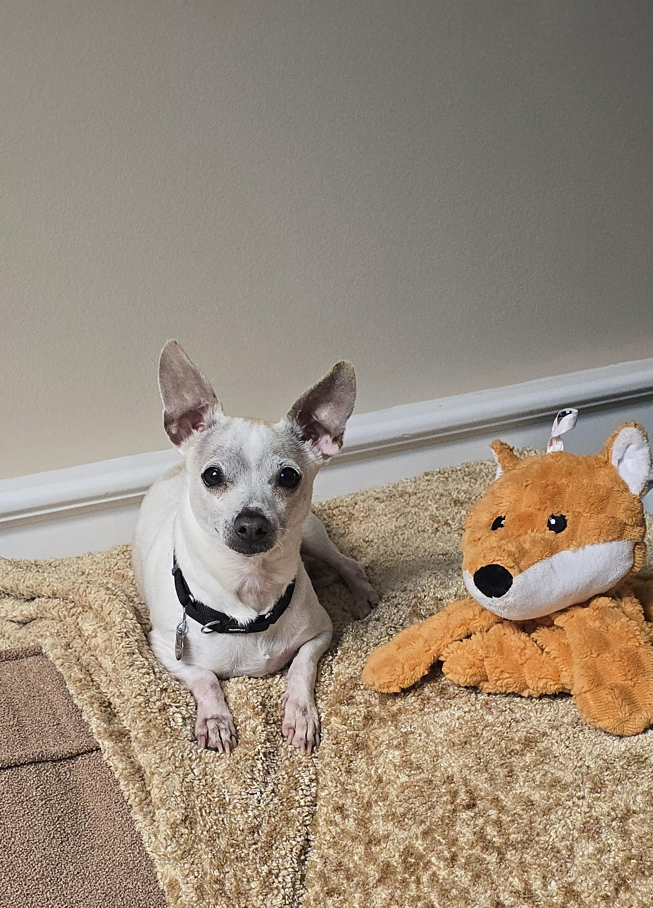 Enlarge Kiwi, an adopted Chihuahua in San Pedro, CA image 2/6