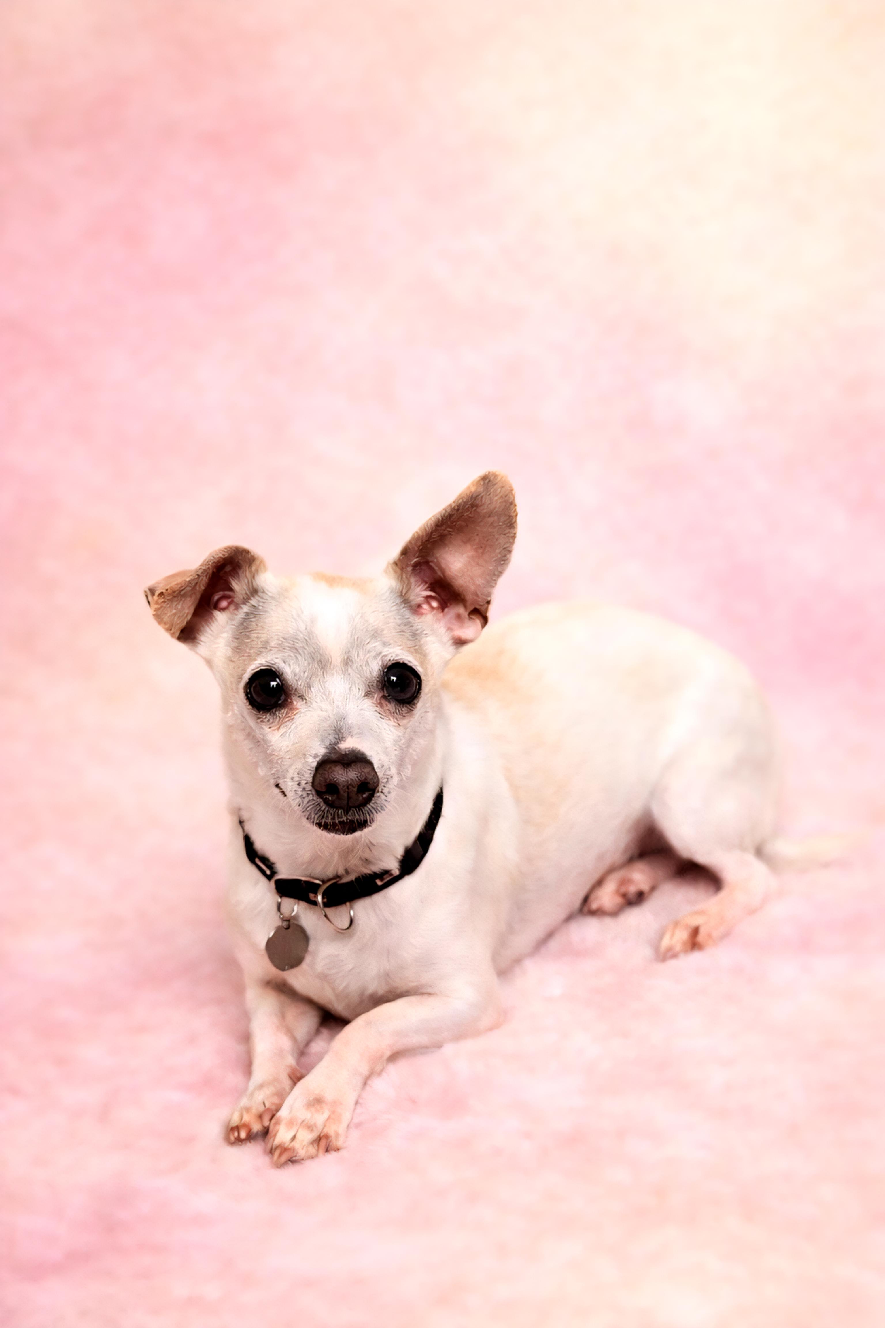 Enlarge Kiwi, an adopted Chihuahua in San Pedro, CA image 4/6