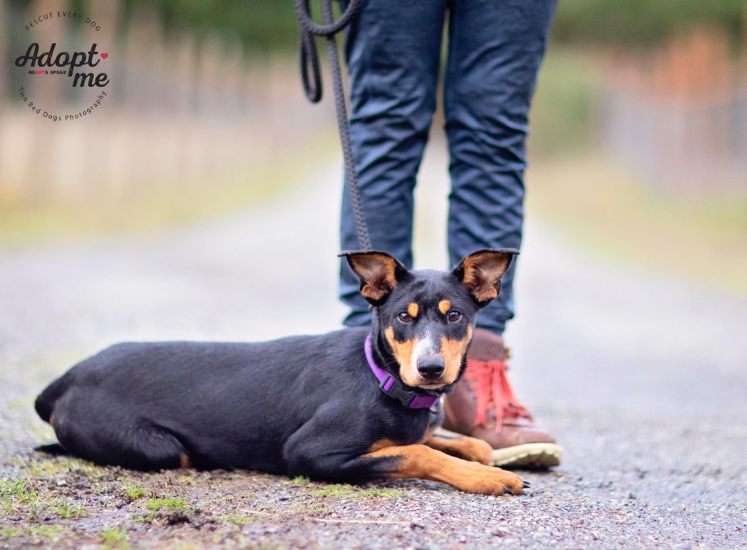 Rosie, a Adoptable mixed breed in Seattle, WA image 1/6