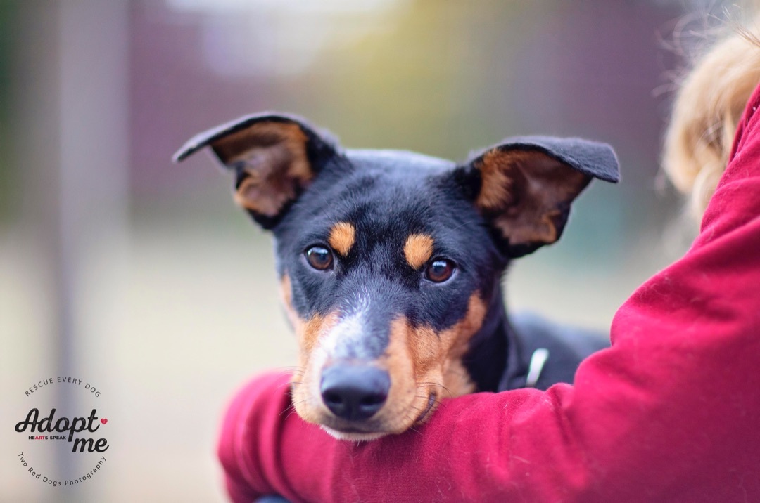 Rosie, a Adoptable mixed breed in Seattle, WA image 2/6