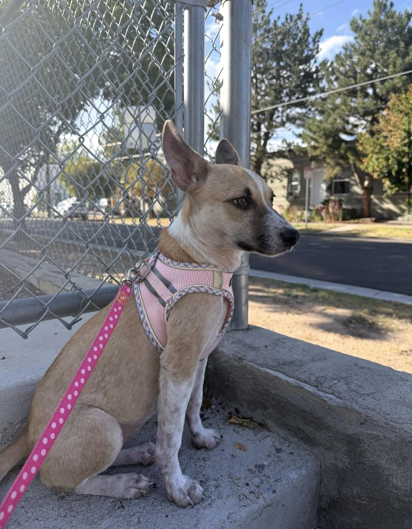 Enlarge Rue, a Adoptable mixed breed in Commerce City, CO image 2/6