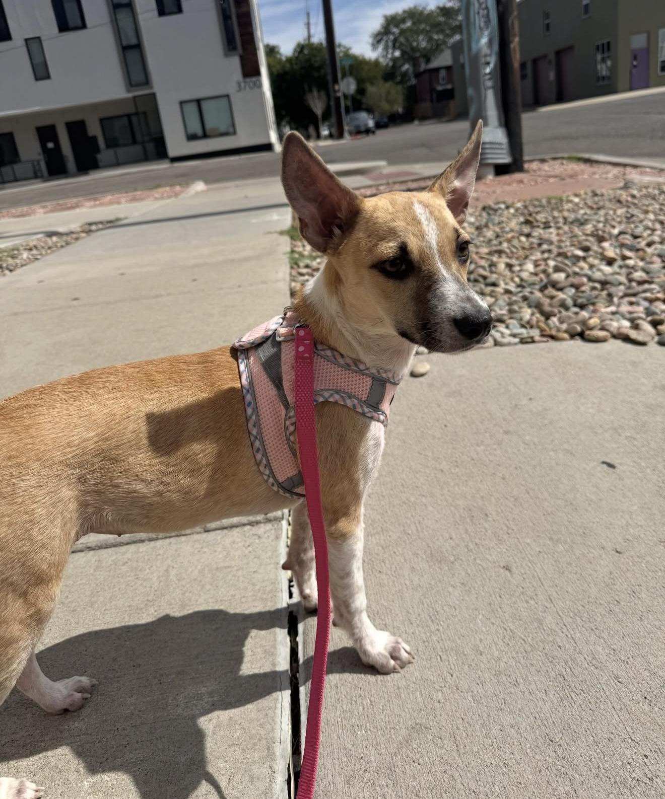 Enlarge Rue, a Adoptable mixed breed in Commerce City, CO image 1/6
