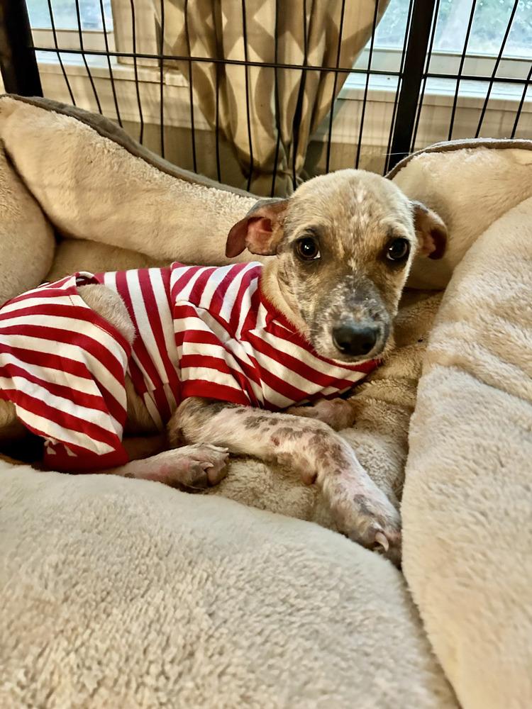 Enlarge Rue, a Adoptable mixed breed in Commerce City, CO image 5/6