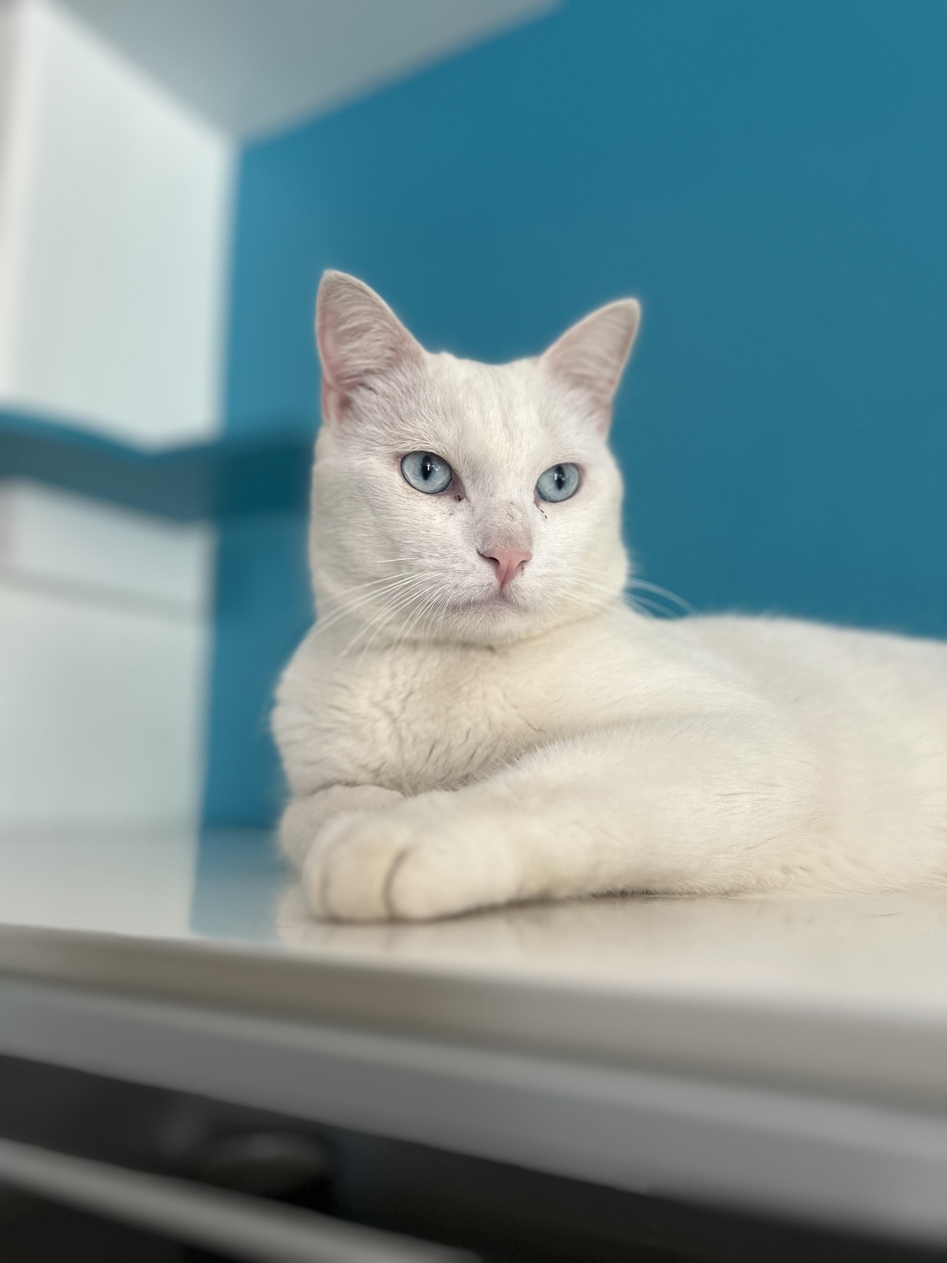Enlarge Vanilla Bean, an adopted Domestic Short Hair in Los Angeles, CA image 1/1