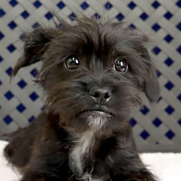 Enlarge Ford, a Adoptable mixed breed in Midland, TX image 2/2