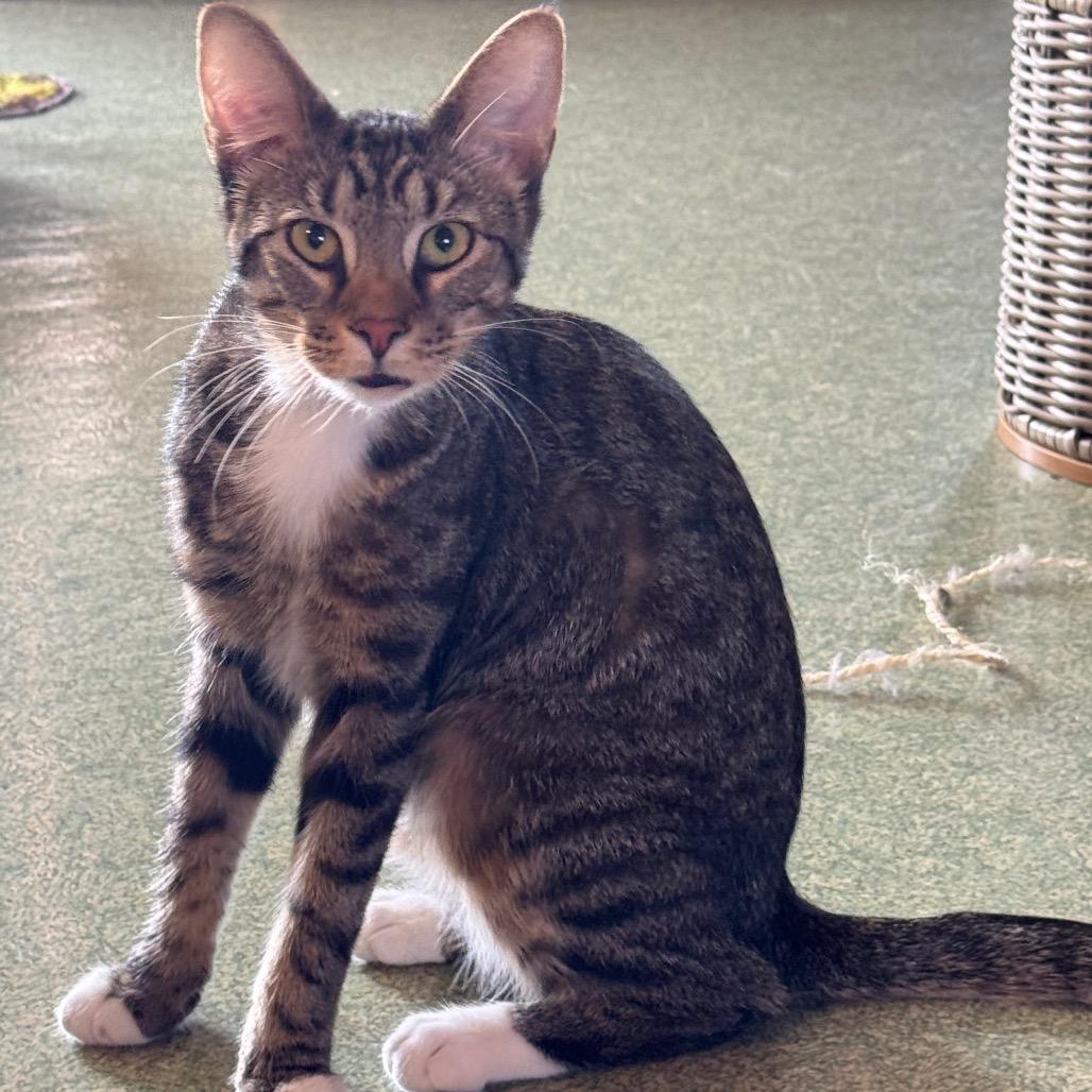 Enlarge Hickory, a Adoptable mixed breed in Mount Vernon, IL image 1/6