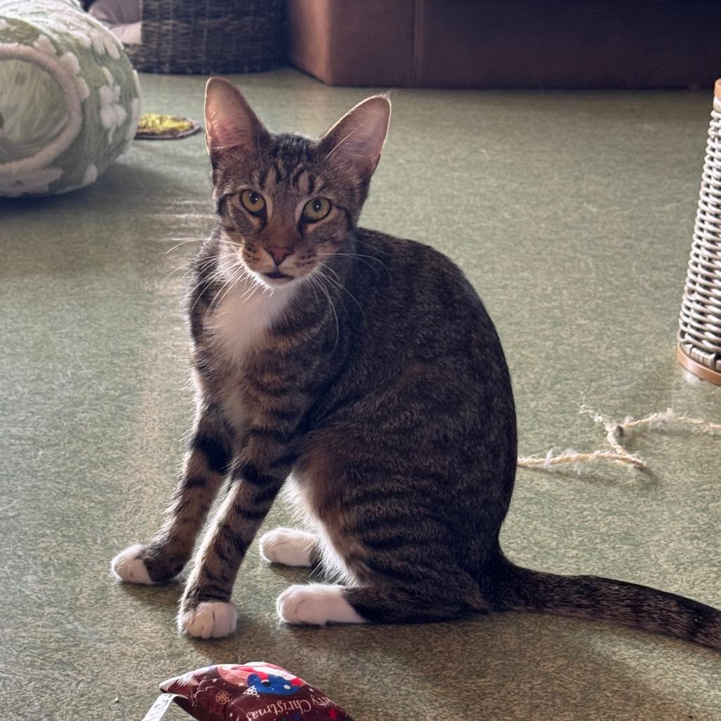 Enlarge Hickory, a Adoptable mixed breed in Mount Vernon, IL image 2/6