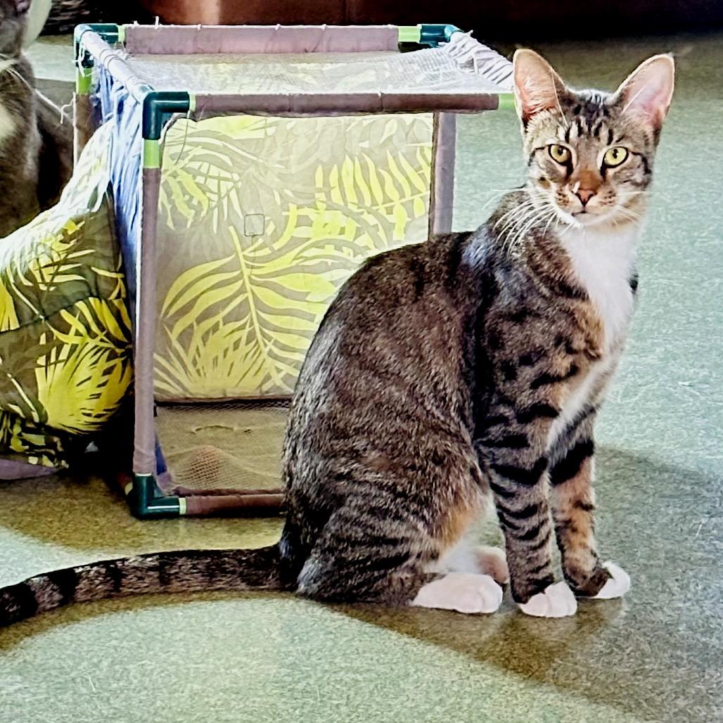 Hickory, Adoptable, Young Male Egyptian Mau & Domestic Short Hair.