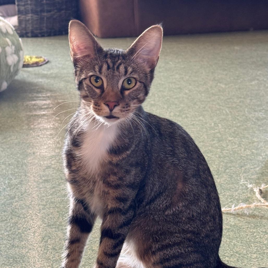 Enlarge Hickory, a Adoptable mixed breed in Mount Vernon, IL image 3/6