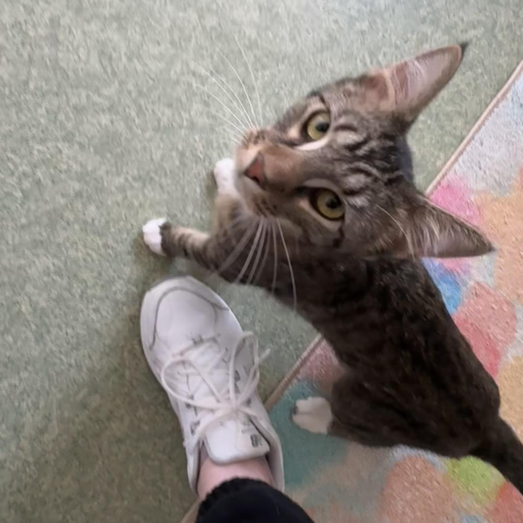 Enlarge Hickory, a Adoptable mixed breed in Mount Vernon, IL image 4/6