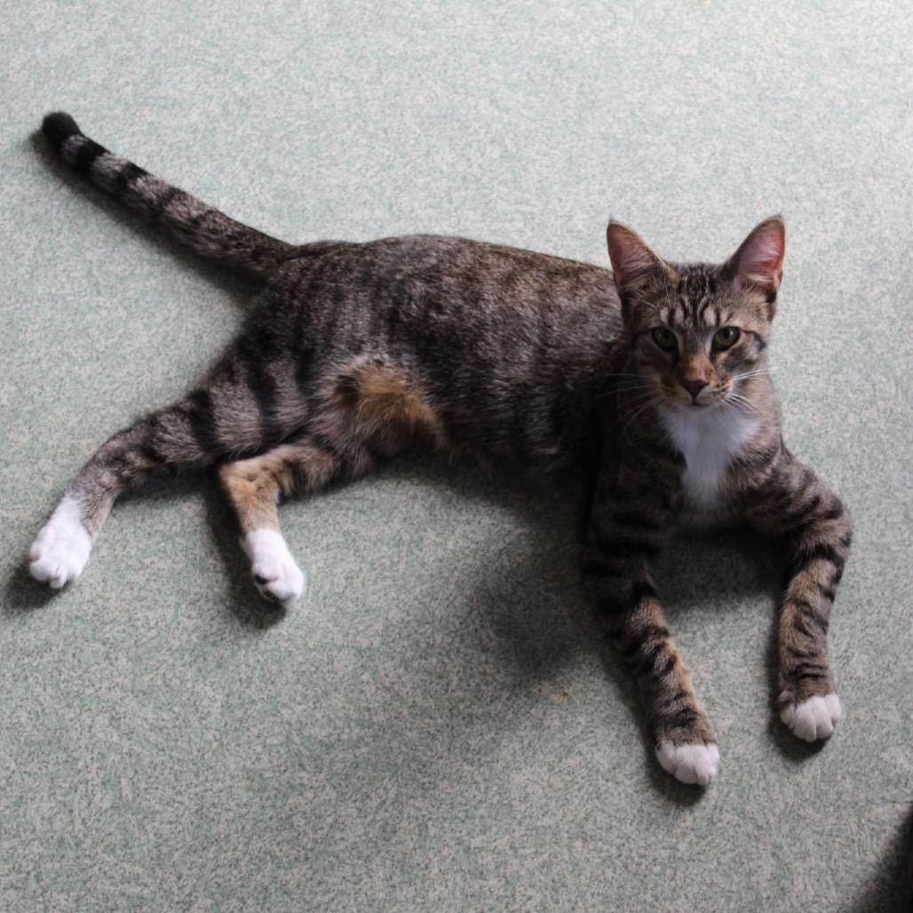 Enlarge Hickory, a Adoptable mixed breed in Mount Vernon, IL image 5/6