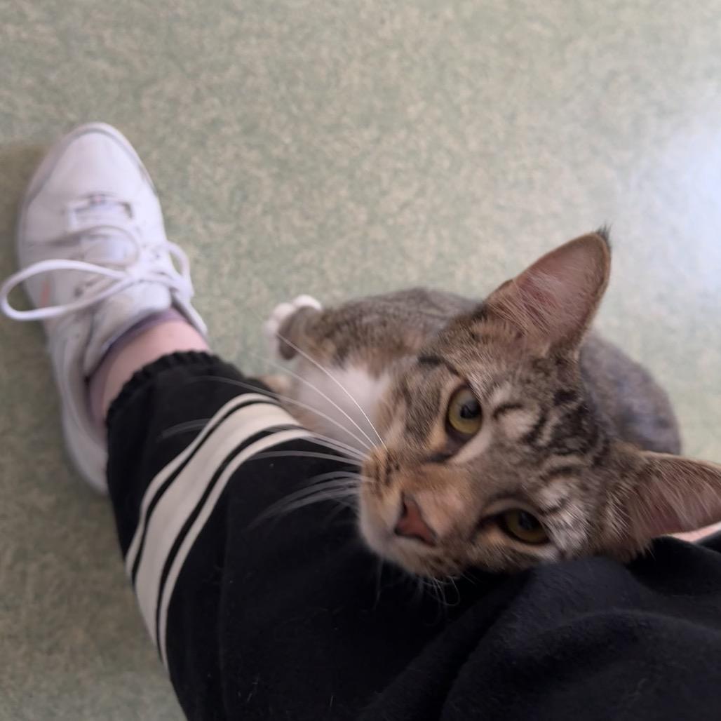 Enlarge Hickory, a Adoptable mixed breed in Mount Vernon, IL image 6/6