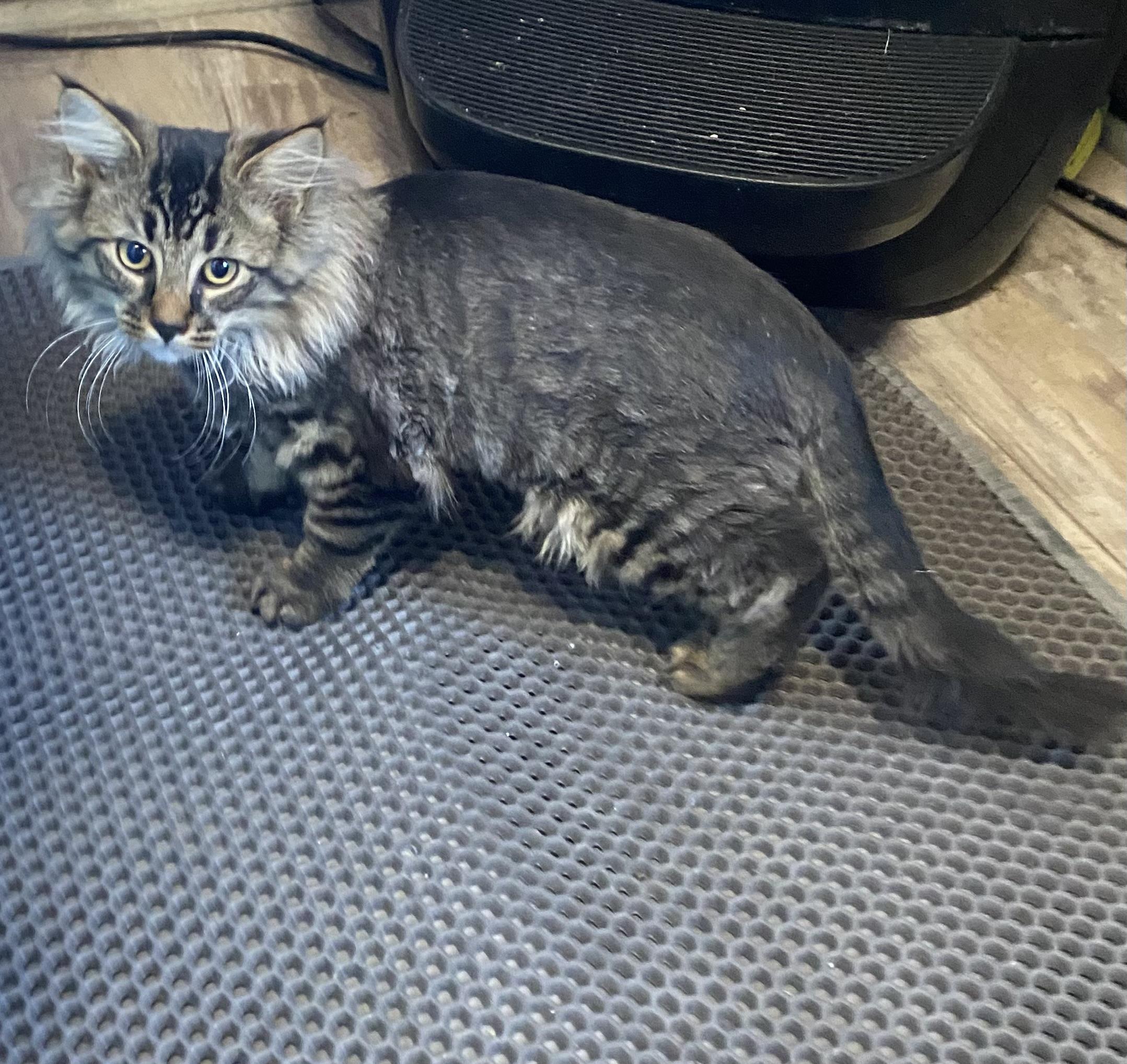 JECKLE, adoptable, Young Male Domestic Long Hair.