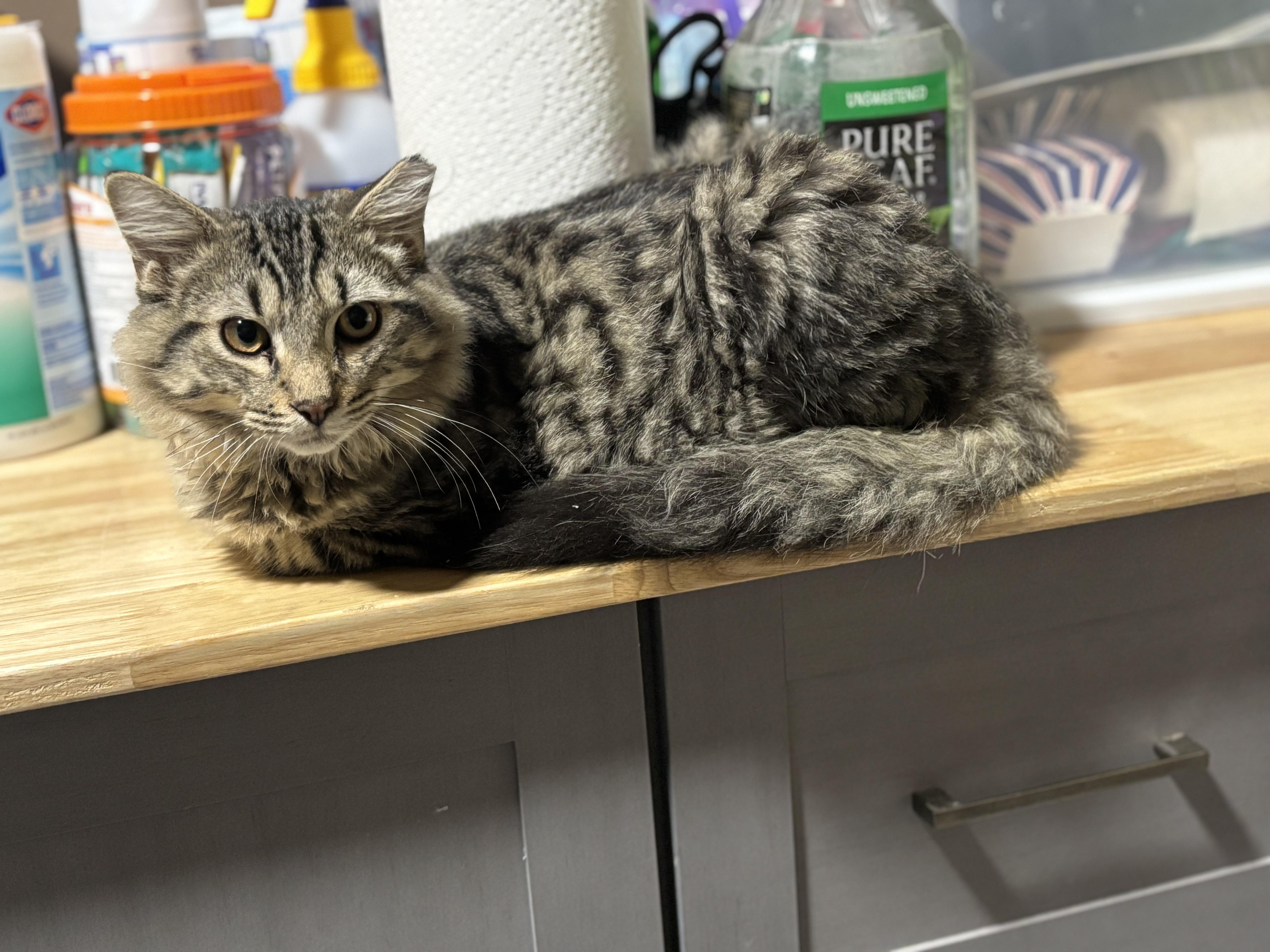 Enlarge JECKLE, a Adoptable Domestic Long Hair in Pittsburgh, PA image 4/5