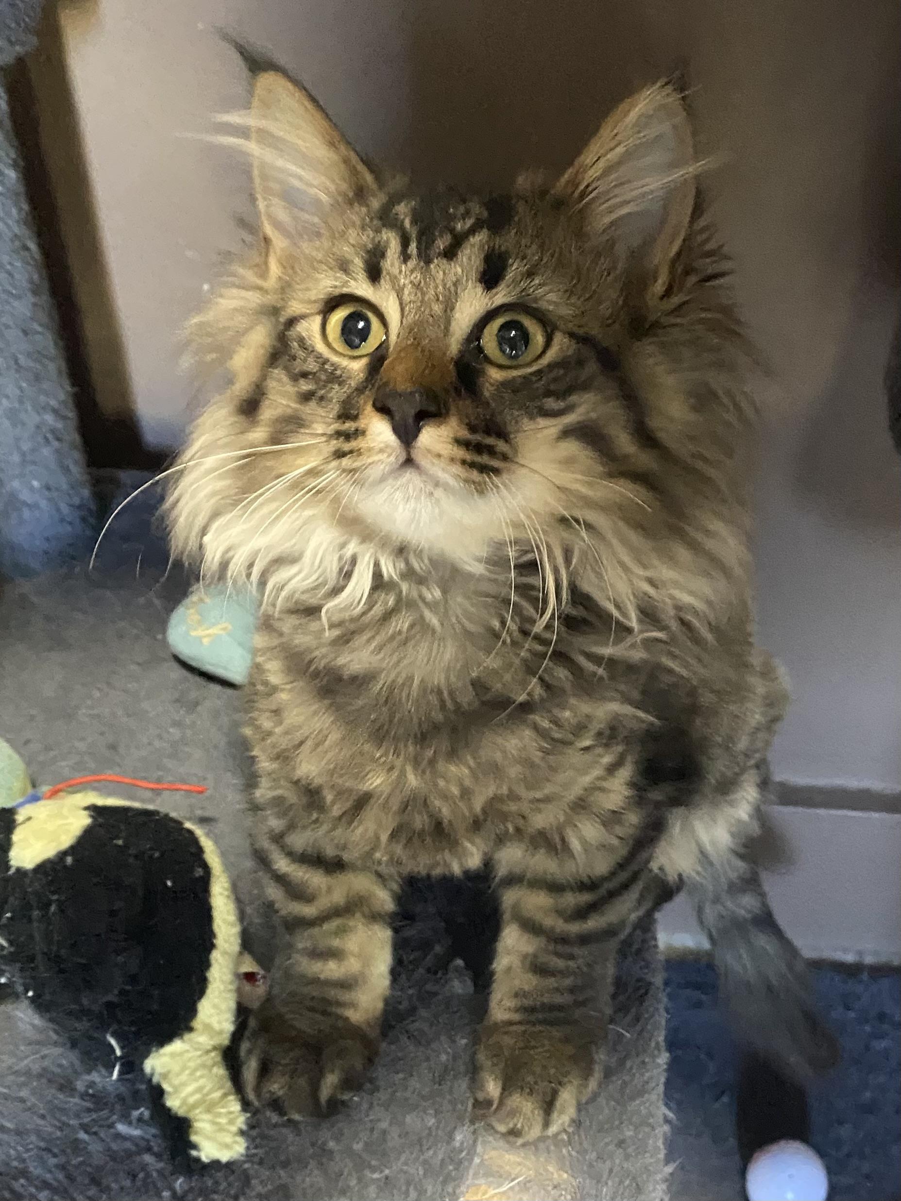 JECKLE, Adoptable, Young Male Domestic Long Hair.