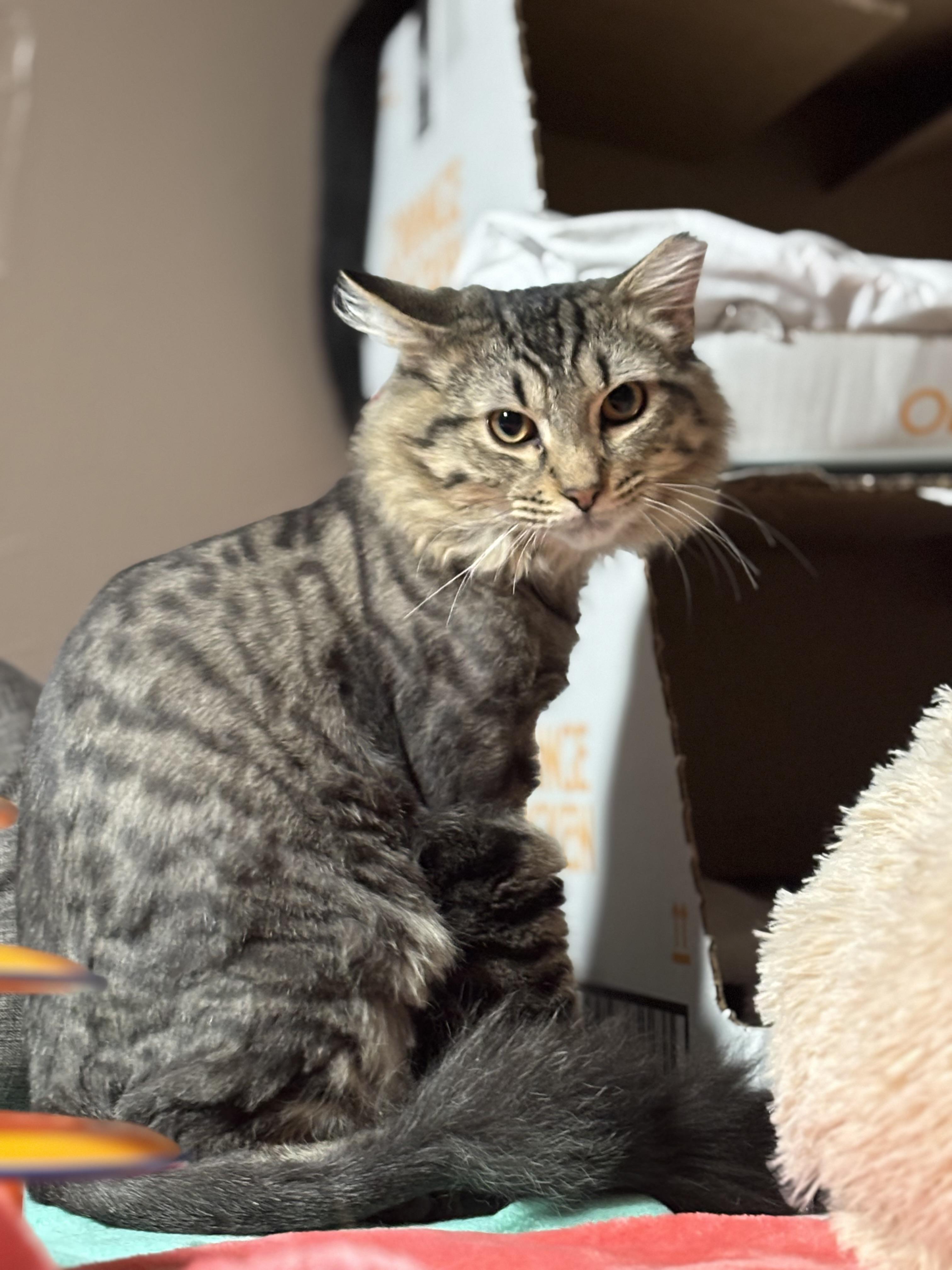 Enlarge JECKLE, a Adoptable Domestic Long Hair in Pittsburgh, PA image 3/5