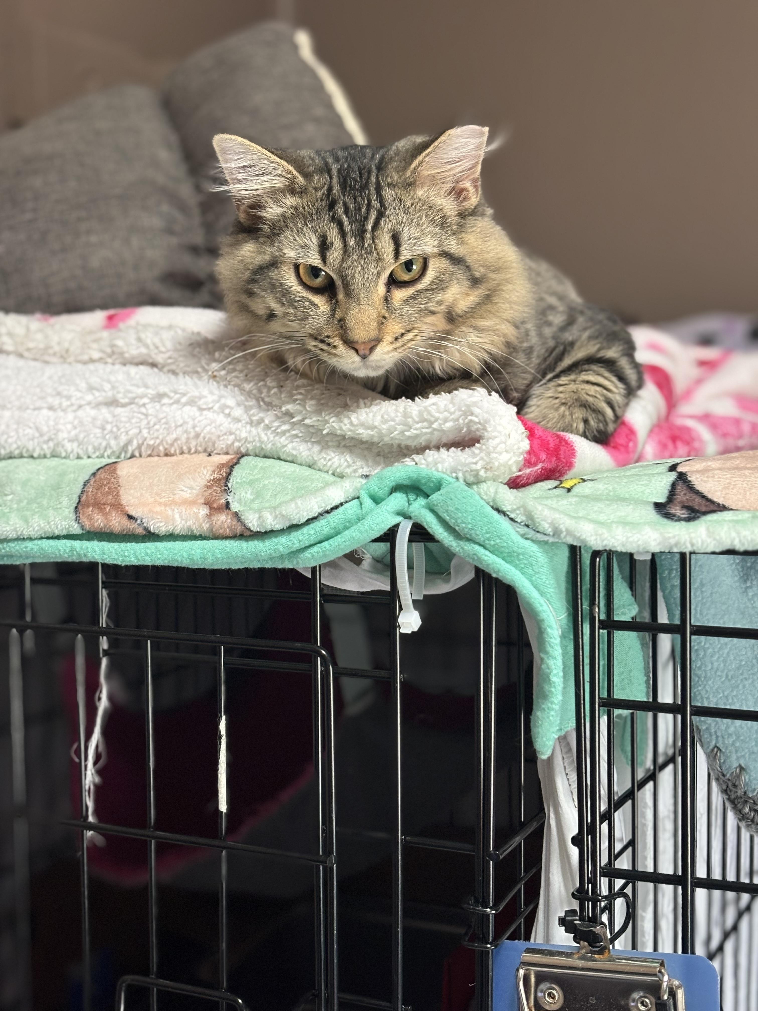 Enlarge JECKLE, a Adoptable Domestic Long Hair in Pittsburgh, PA image 5/5