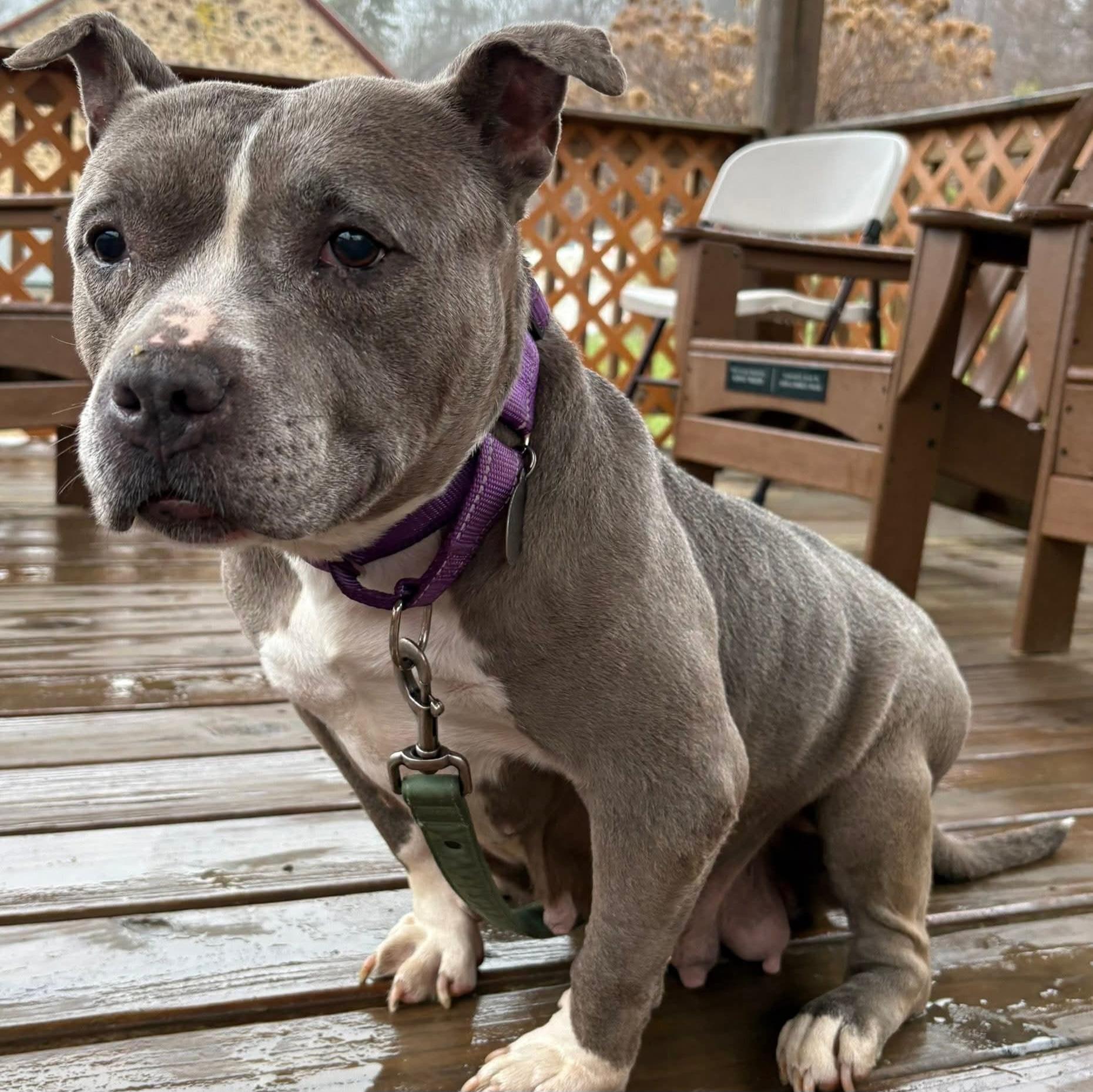 Enlarge Lady Blue, an adoptable mixed breed in Phoenixville, PA image 3/6