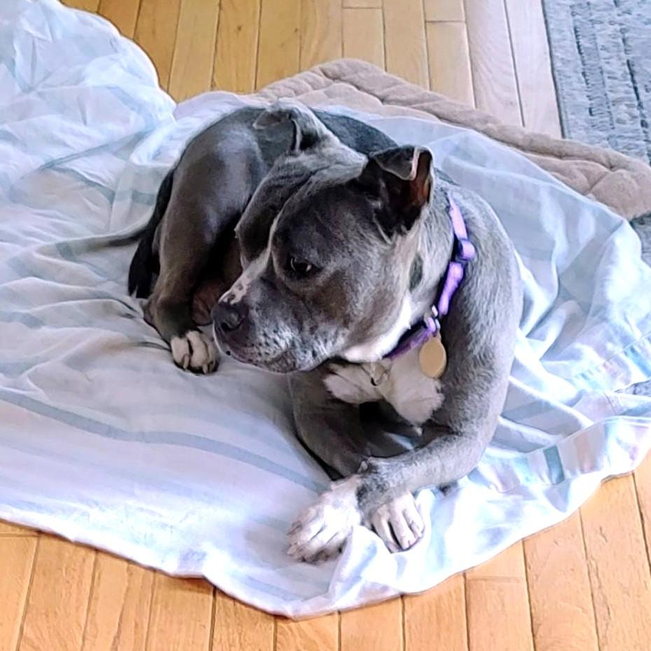 Enlarge Lady Blue, an adoptable mixed breed in Phoenixville, PA image 6/6