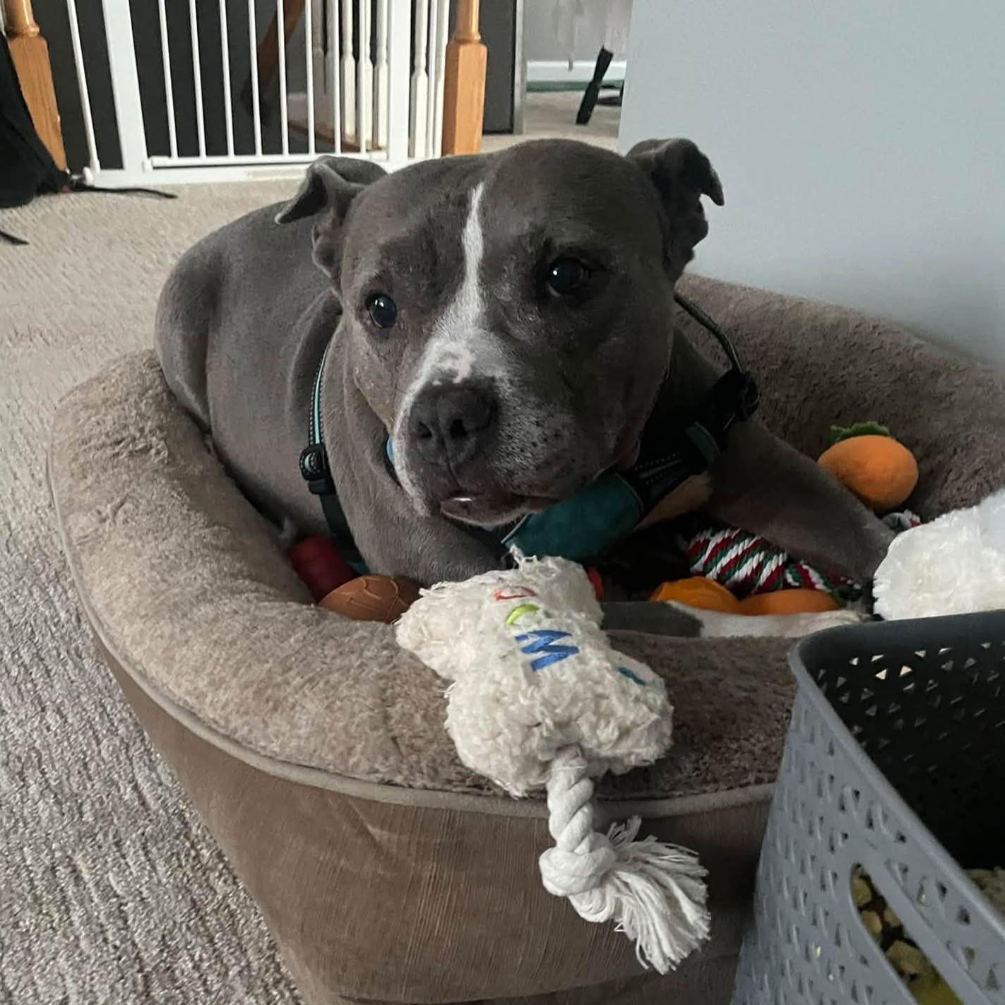 Enlarge Lady Blue, a Adoptable mixed breed in Phoenixville, PA image 2/6