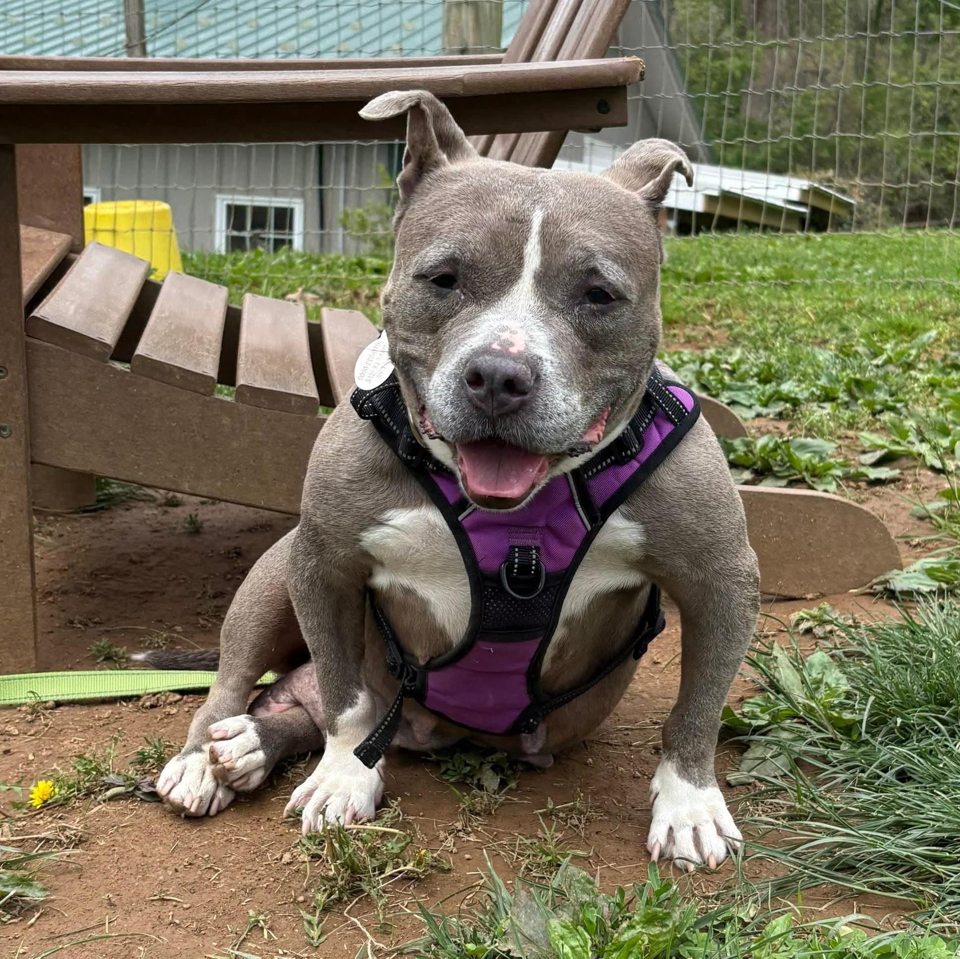 Lady Blue, adoptable, Adult Female Pit Bull Terrier.
