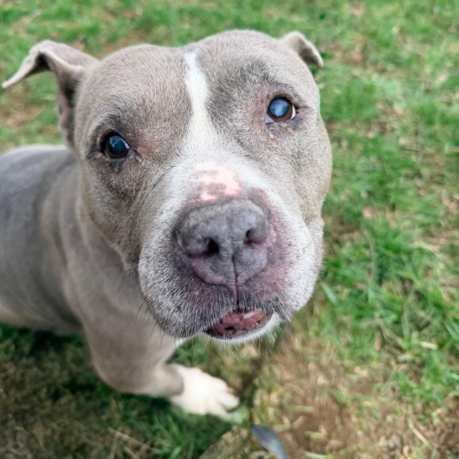 Enlarge Lady Blue, an adoptable mixed breed in Phoenixville, PA image 5/6