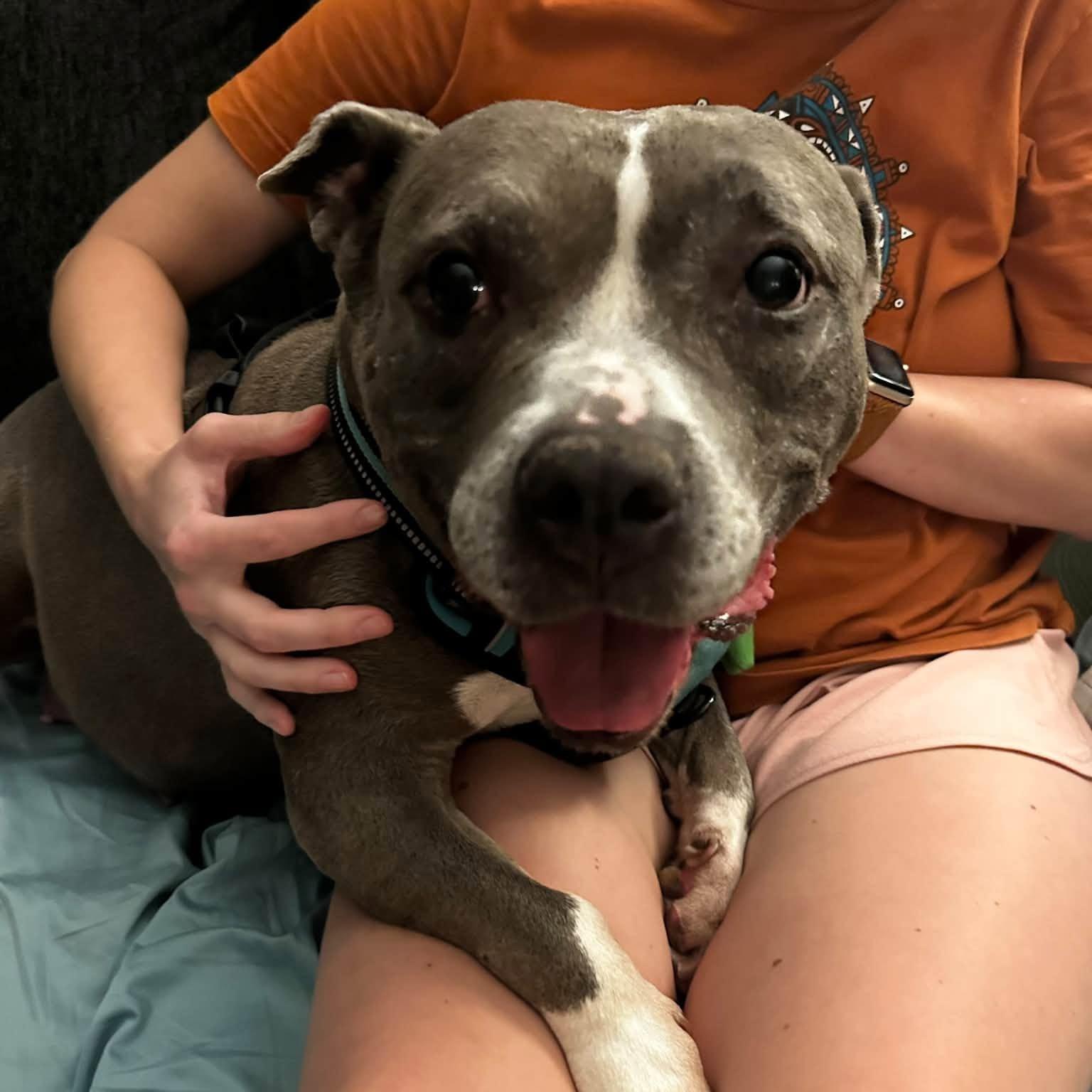 Lady Blue, Adoptable, Adult Female Pit Bull Terrier.
