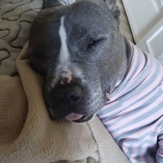 Enlarge Lady Blue, an adoptable mixed breed in Phoenixville, PA image 2/6
