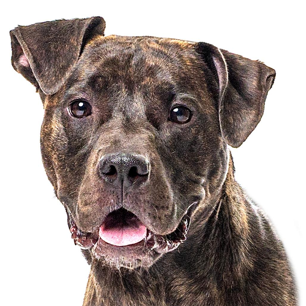 Burrito, Adoptable, Adult Female Pit Bull Terrier.