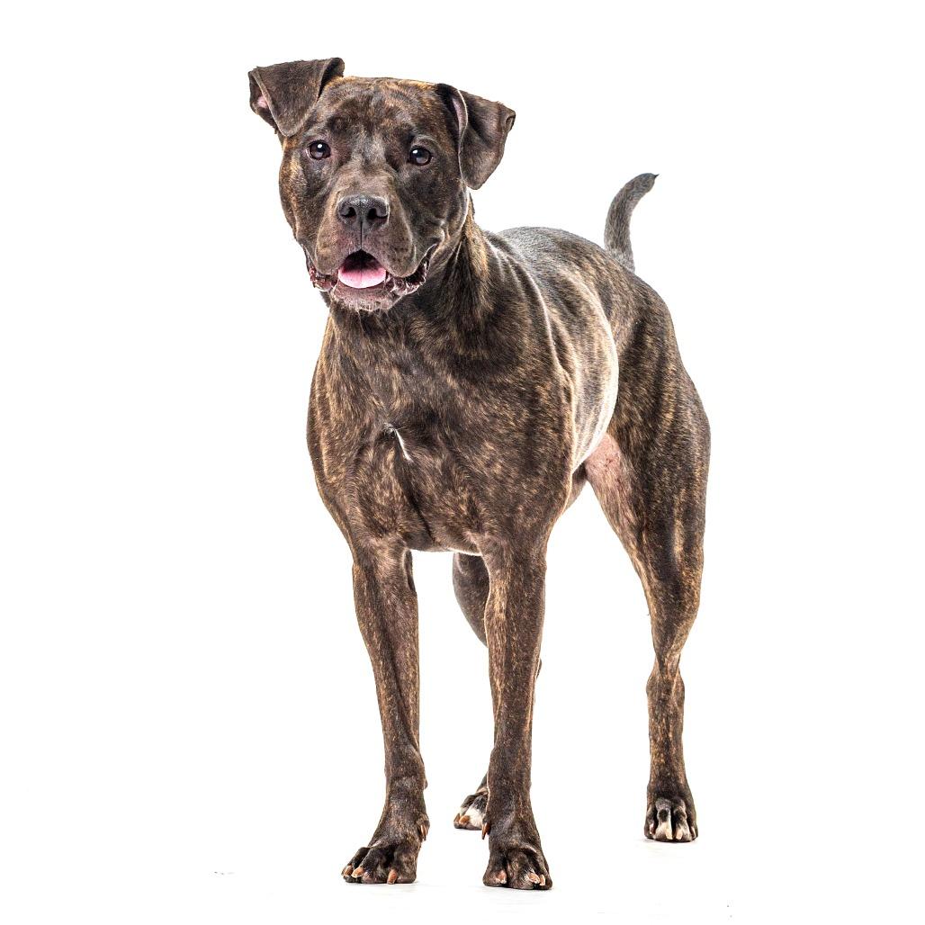 Enlarge Burrito, a Adoptable Pit Bull Terrier in Reno, NV image 2/6