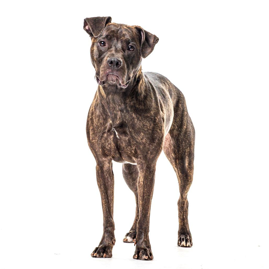 Enlarge Burrito, a Adoptable Pit Bull Terrier in Reno, NV image 3/6