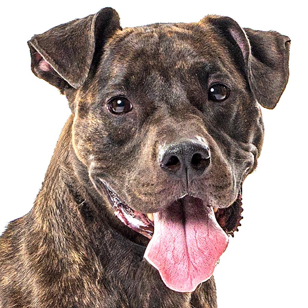 Enlarge Burrito, a Adoptable Pit Bull Terrier in Reno, NV image 4/6