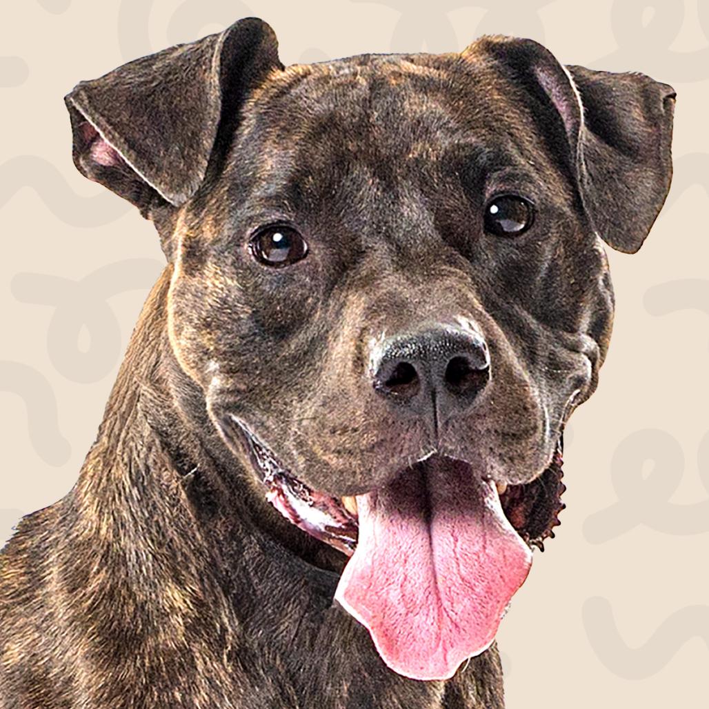Enlarge Burrito, a Adoptable Pit Bull Terrier in Reno, NV image 5/6