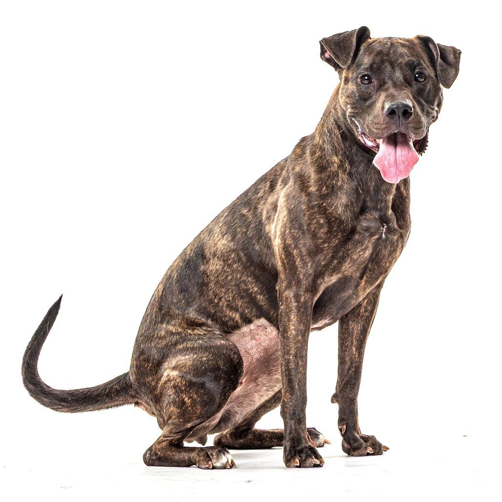 Enlarge Burrito, a Adoptable Pit Bull Terrier in Reno, NV image 6/6