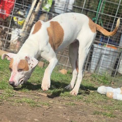 Enlarge Liviya, a Adoptable Mixed Breed in Dover, AR image 1/3