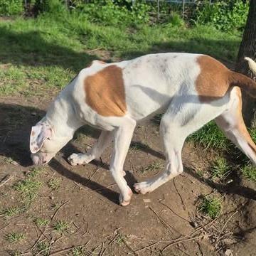 Enlarge Liviya, a Adoptable Mixed Breed in Dover, AR image 2/3