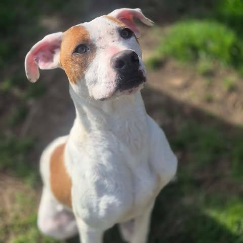 Enlarge Liviya, a Adoptable Mixed Breed in Dover, AR image 3/3