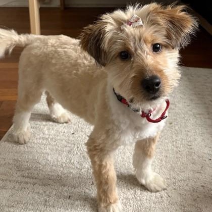 Baylee, adopted, Puppy Female Shetland Sheepdog / Sheltie & Bichon Frise.