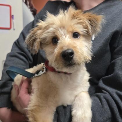 Baylee, an adopted mixed breed in Lancaster, PA image 3/3