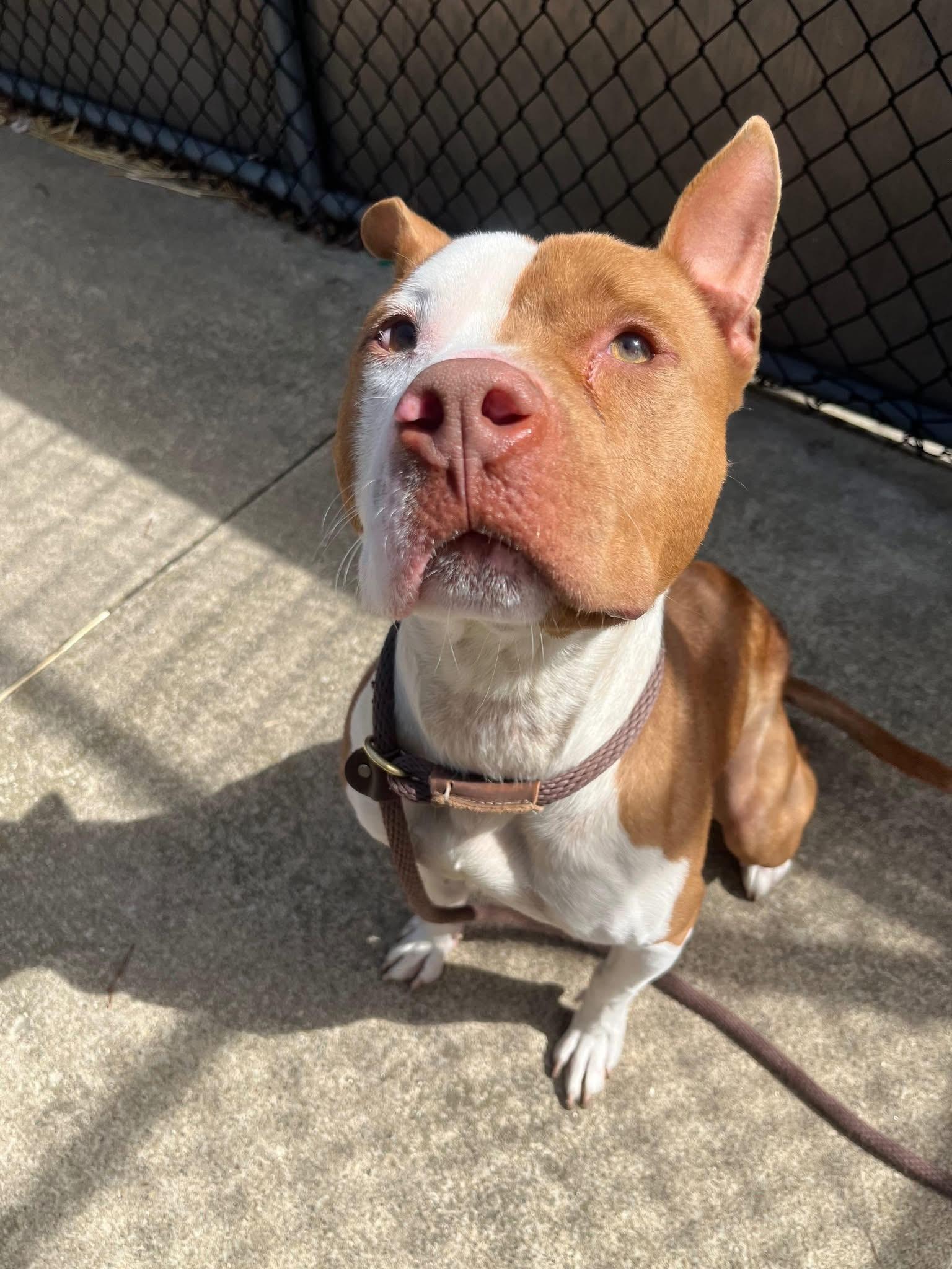 Enlarge Knoxville, a ADOPTABLE Pit Bull Terrier in Chicago, IL image 4/5