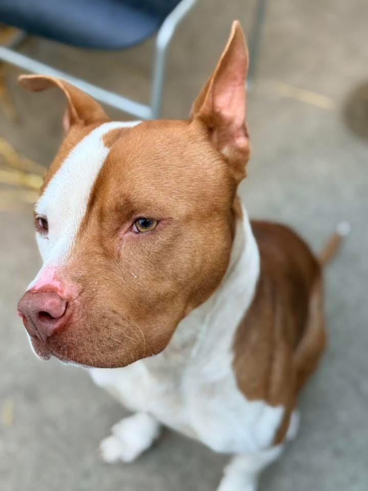 Enlarge Knoxville, a ADOPTABLE Pit Bull Terrier in Chicago, IL image 3/5