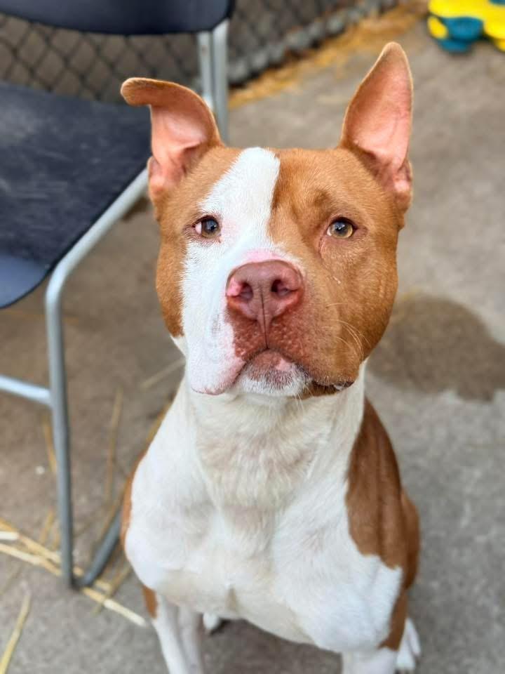 Enlarge Knoxville, a ADOPTABLE Pit Bull Terrier in Chicago, IL image 2/5