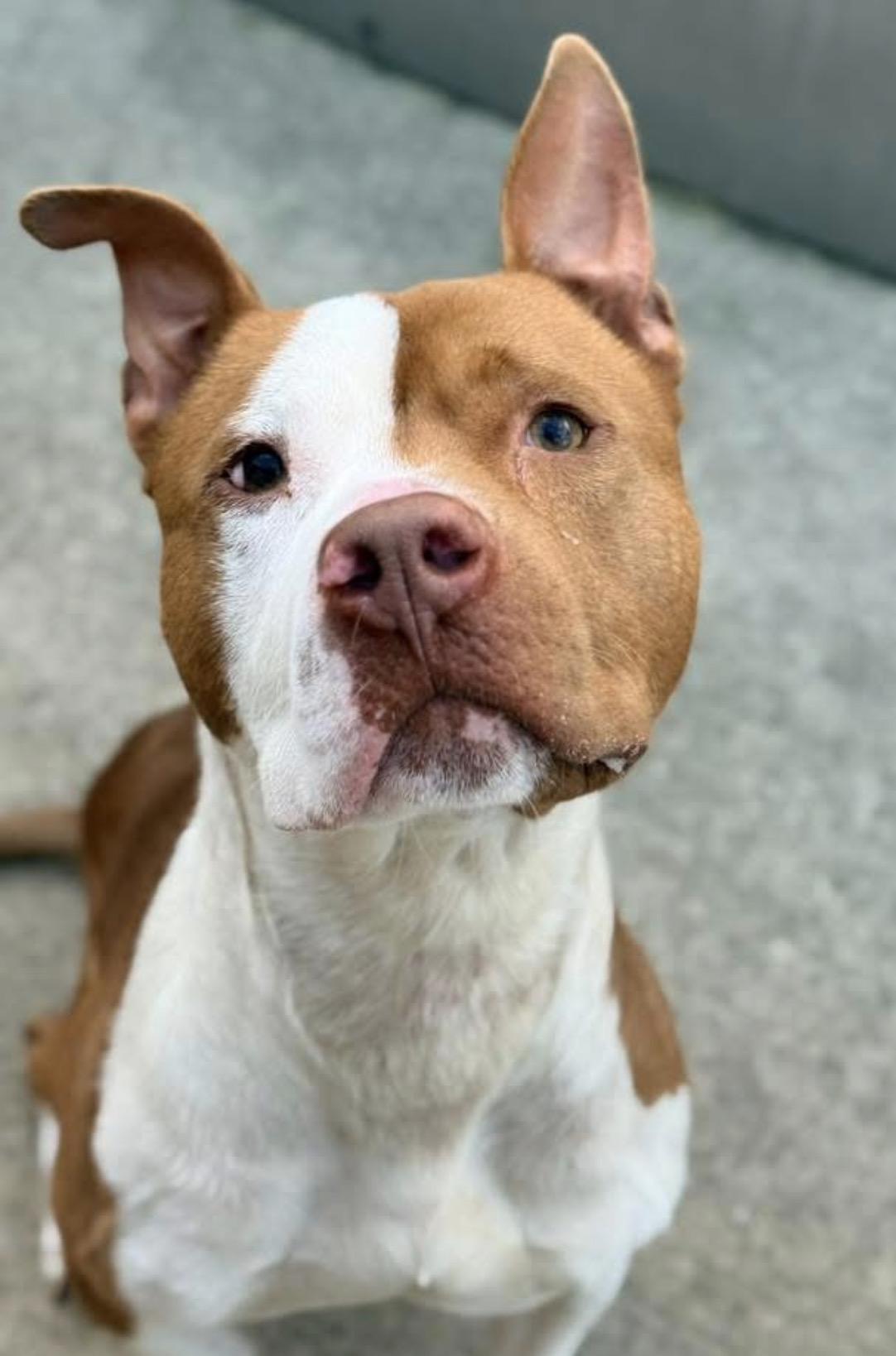 Knoxville, ADOPTABLE, Adult Male Pit Bull Terrier.